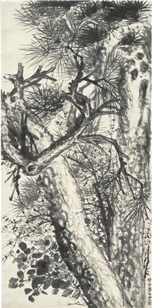Plum Blossoms by Majestic Pine Trees