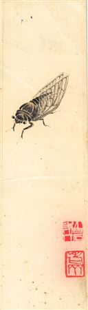 Cicada