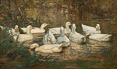 Ducks on a Still River