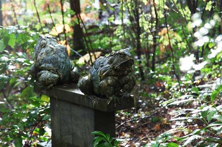 Stand-off Toads