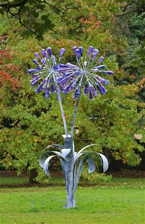 Agapanthus