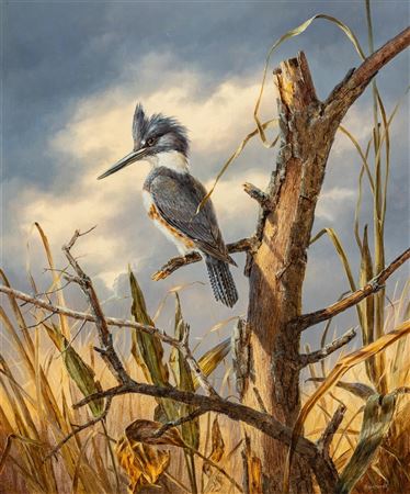 Kingfisher