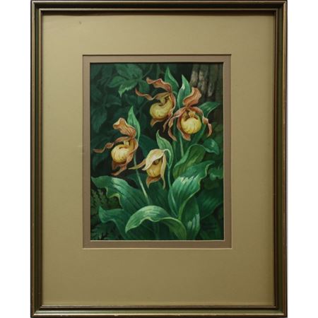 YELLOW LADY'S SLIPPER
