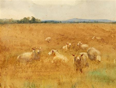 SHEEP IN A MEADOW