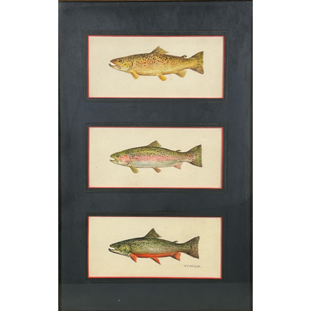 Rainbow, Brook and Brown Trout (3)