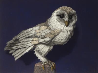 Barn Owl