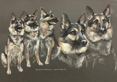 German Shepherd Study