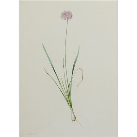 Allium Bulb Flower