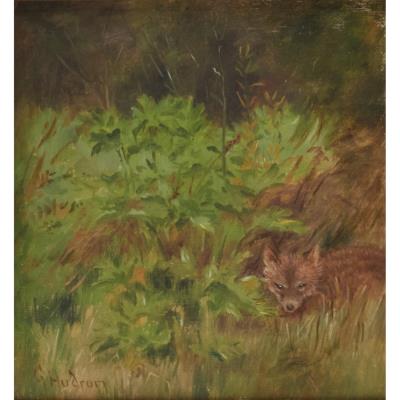 Fox in Shrubs
