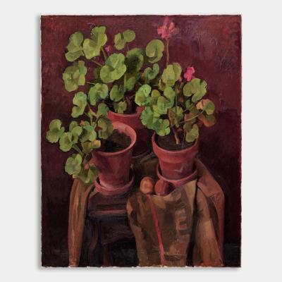 Three Geraniums
