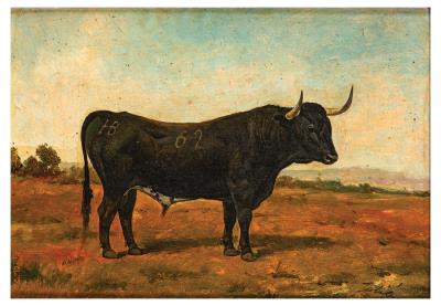 Black bull