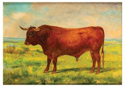 Bull