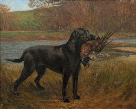 A Black Labrador retrieving a pheasant
