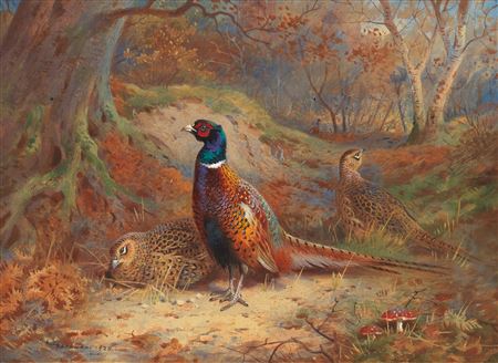 Cock and hen pheasants in a woodland glade