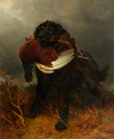 Retrieving a pheasant
