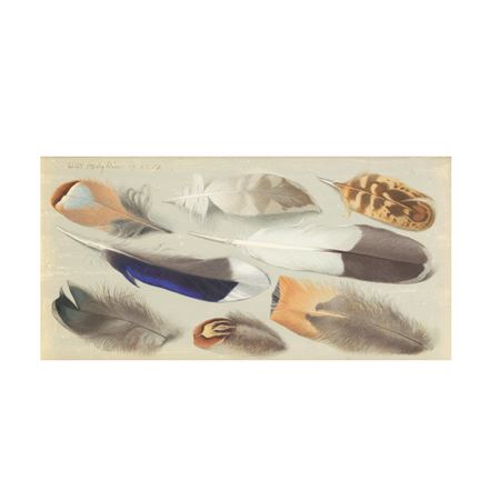 Eight Feather II