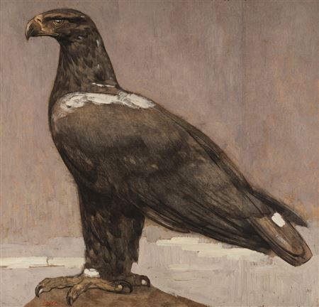 Golden Eagle Profile Pose