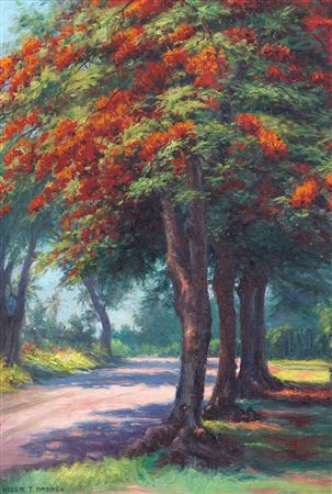 Royal Poincianas, Hilo, Hawaiʻi