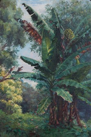 Giant Banana Tree, Hawaiʻi