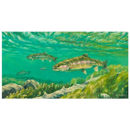 Madison River Brown Trout