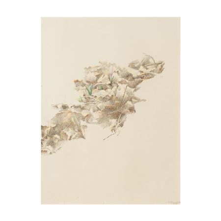 Étude de plante/ Plant study