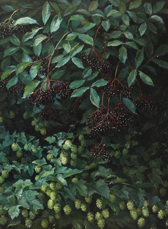 Elderberries and Hops