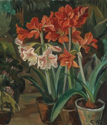 Still life with amaryllis
