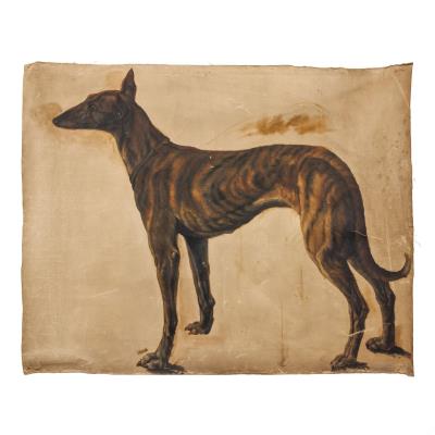 Study for greyhound