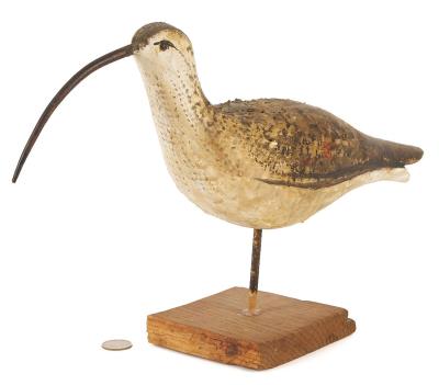 Long Bill Curlew Shore Bird