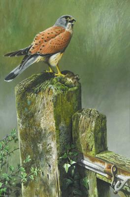 A Kestrel on a moss-covered gatepost