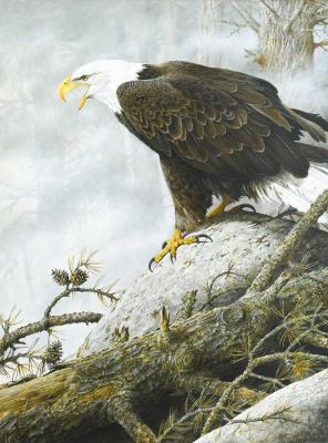 A Bald Eagle perched on a rock in a snow covered landscape