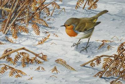 A Robin in snow