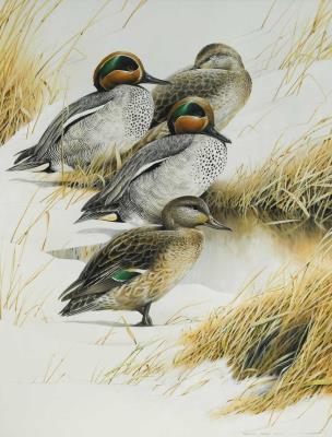 Teal in the snow