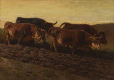 Cows in the Meadow
