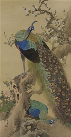 Peacock in spring