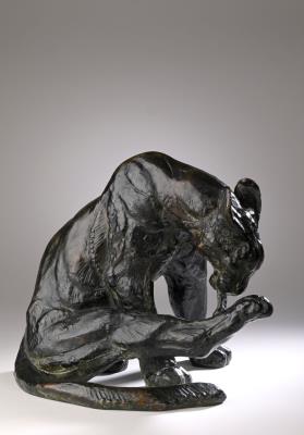 Licking panther