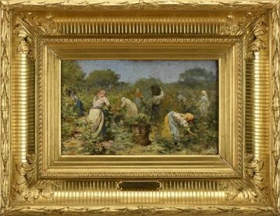 Harvesting grapes