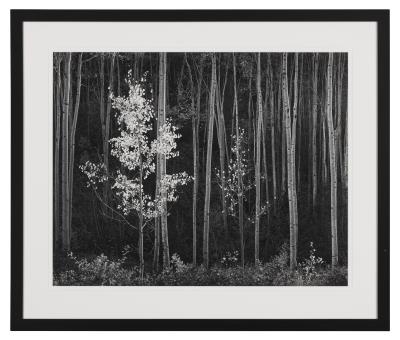 Aspens, Northern New Mexico, 1958 by Ansel Easton Adams - Auction record, sale price, and art valuation. Compare with similar artists and explore comparable artworks.