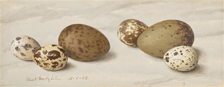 Quail and Gull's Eggs