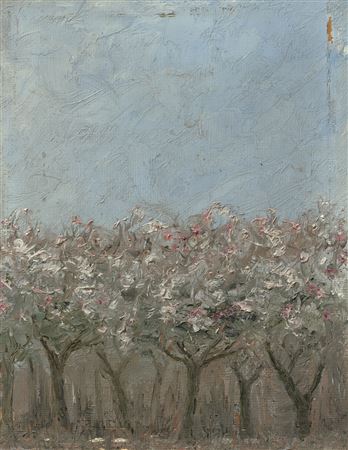 Apple trees in blossom