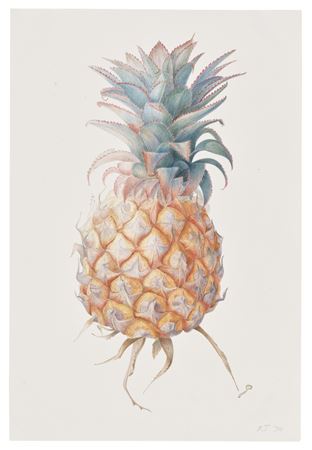 Pineapple 'Queenie'