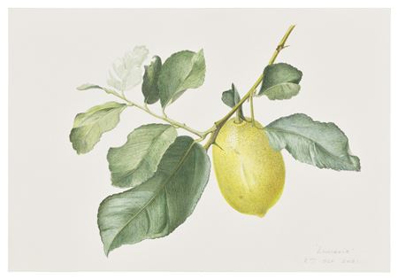 'Lunario' Lemon