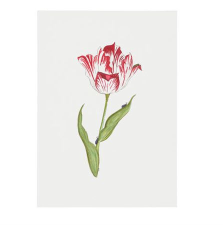 Floral III, 2025