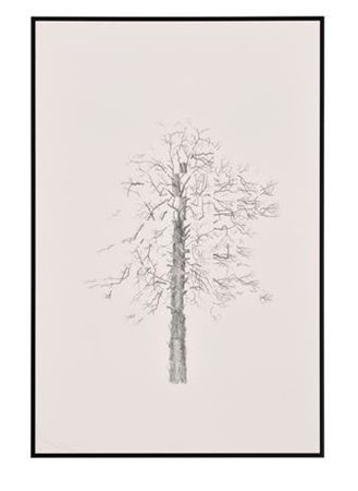 Blasted Tree #15, 2025
