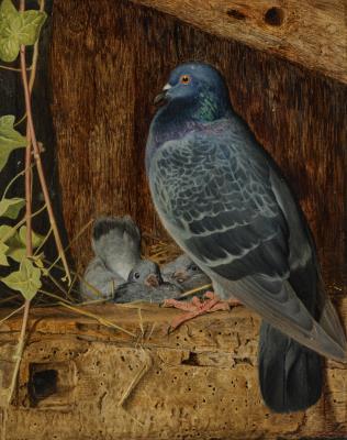 Pigeon and Nestlings