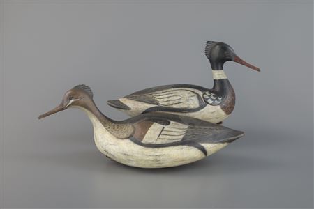 Outstanding Merganser Pair
