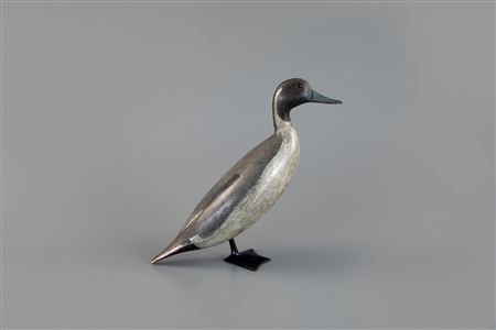 Standing Pintail Drake