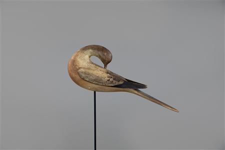 Preening Dove