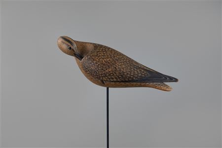 Tucked-Bill Curlew