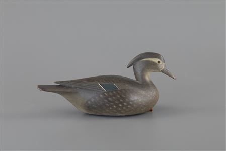 Rare Wood Duck Hen